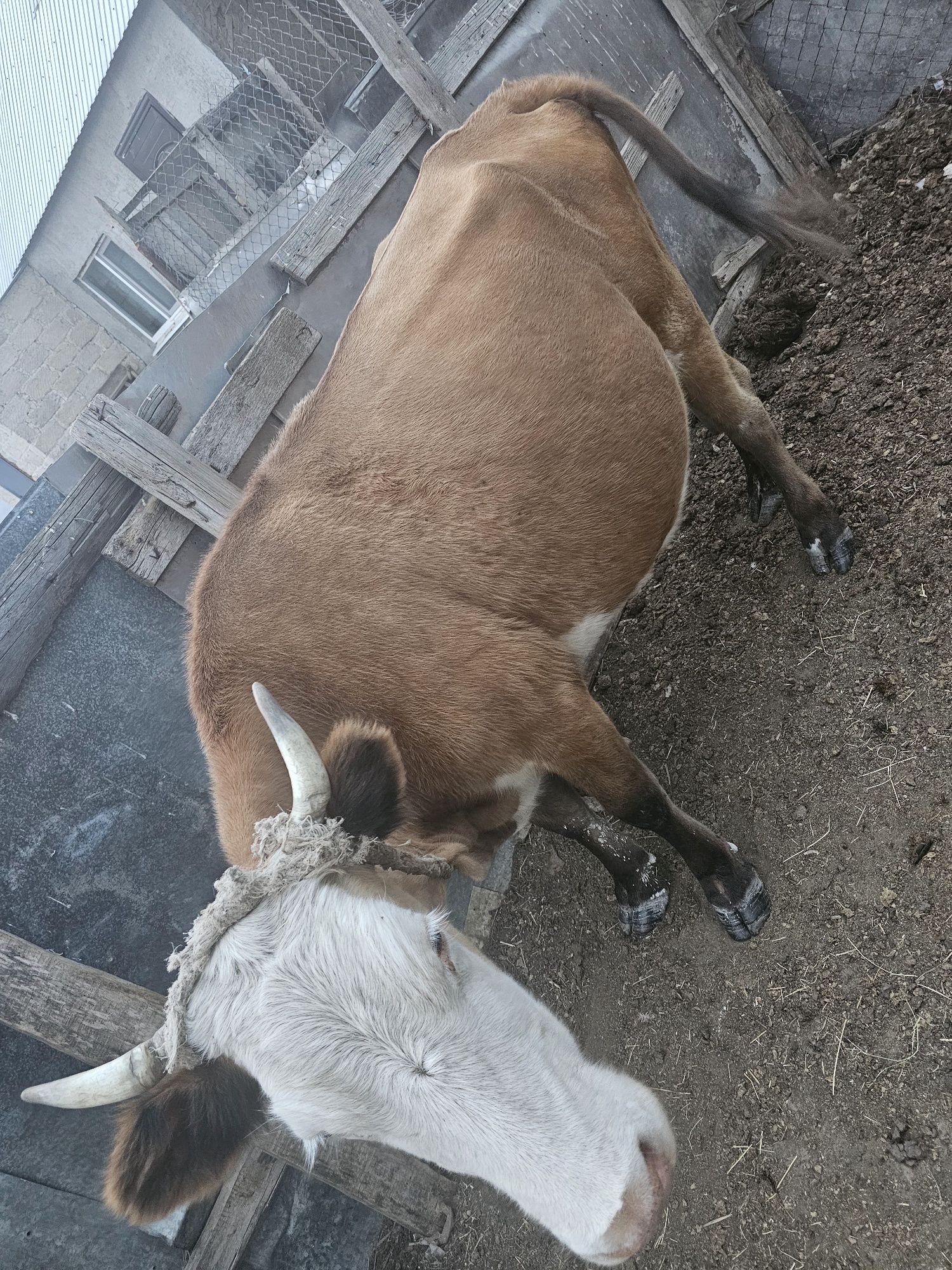 Продаётся  2 коровы с двумя телёноками