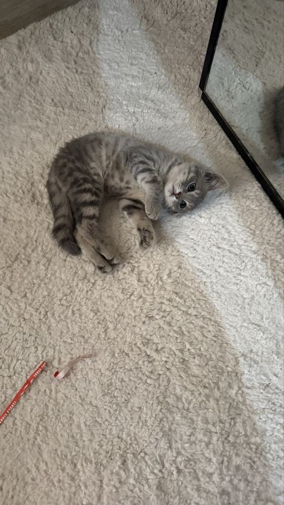 Котенок (котик) в добрые руки