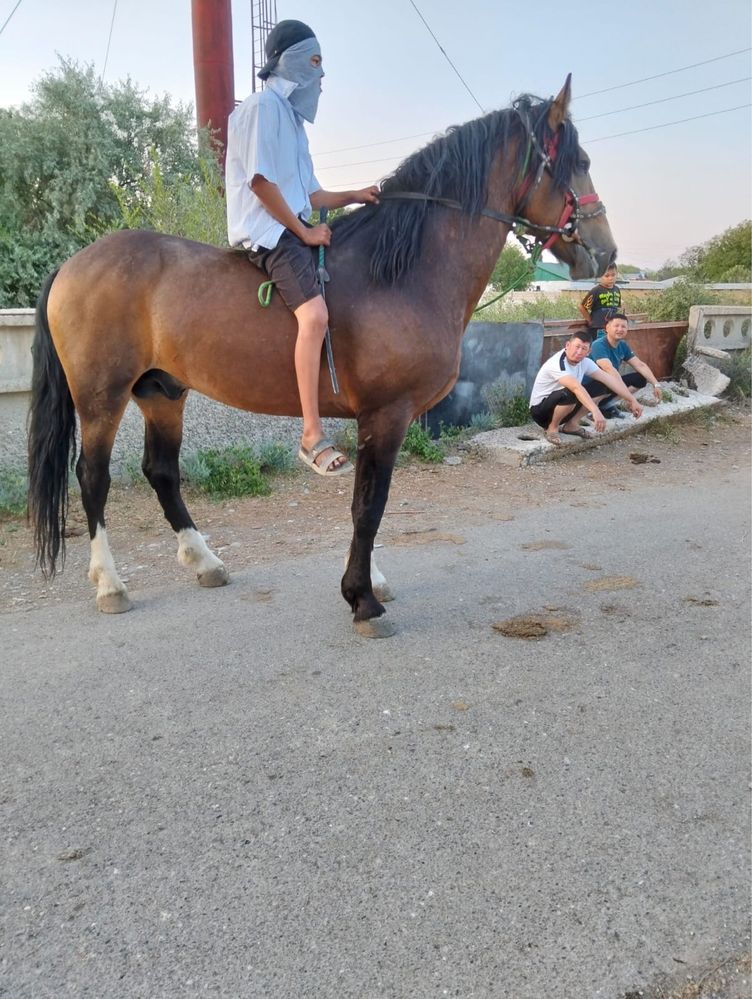 Жылқы айғыр 5 жасар