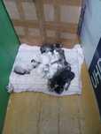 6 милых котят очень хорошые им 2 месяца