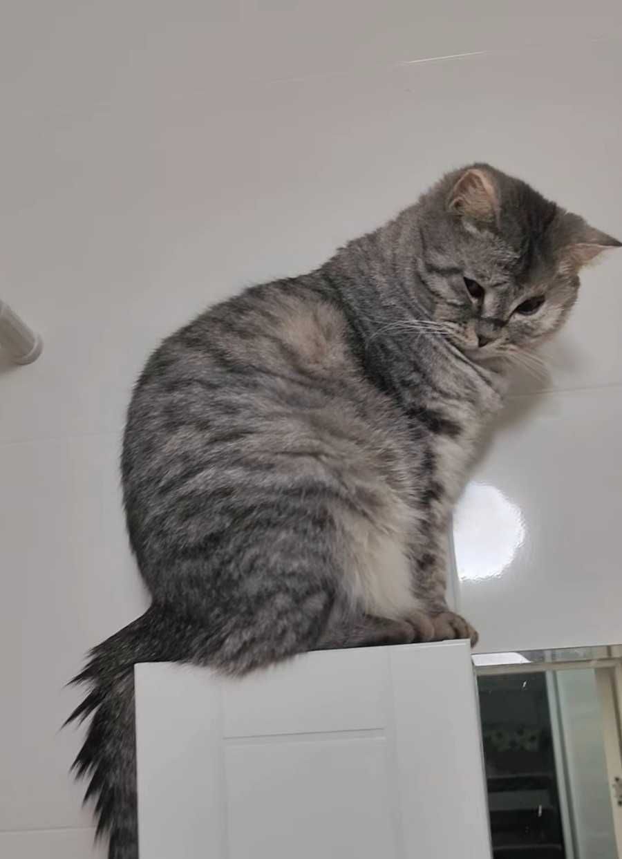Красивый котик ищет дом