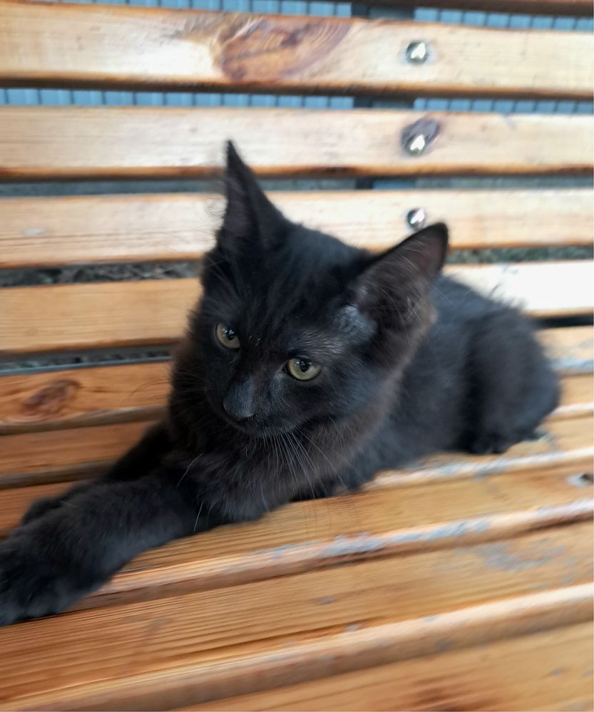 Черный котенок Ангорская