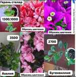 Разные комнатные растения