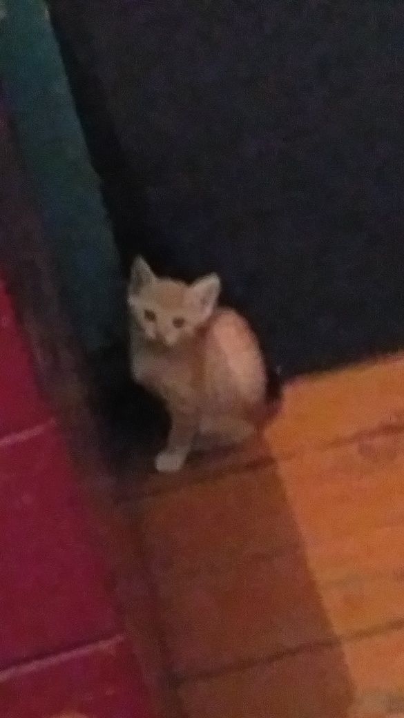 Котята котята котята