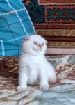 Вислоухий шотландский , голубоглазый котёнок !