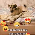Придержка крупных пород собак