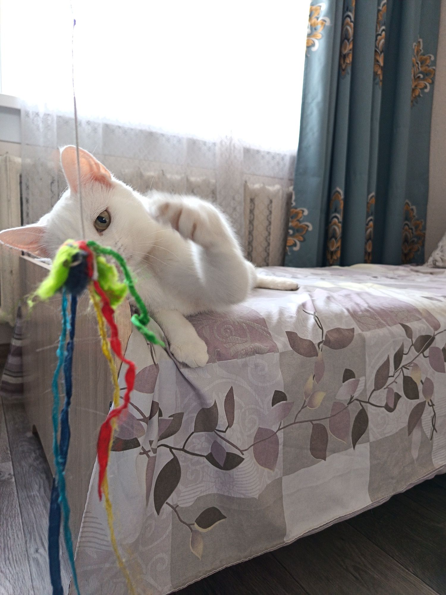 Кошка ходит на унитаз, котёнок бесплатно