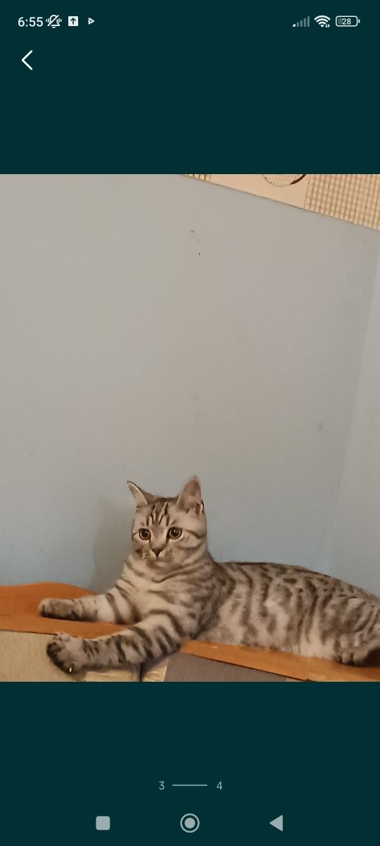 Отдам кота скотиш страйт