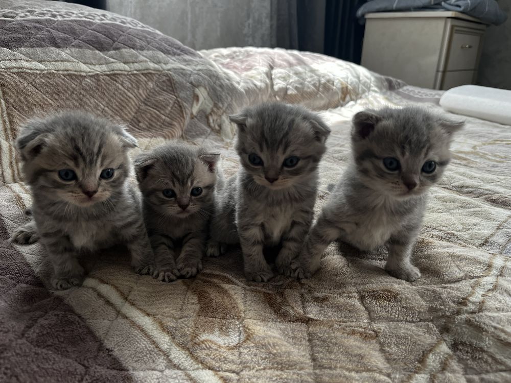 Британские котята