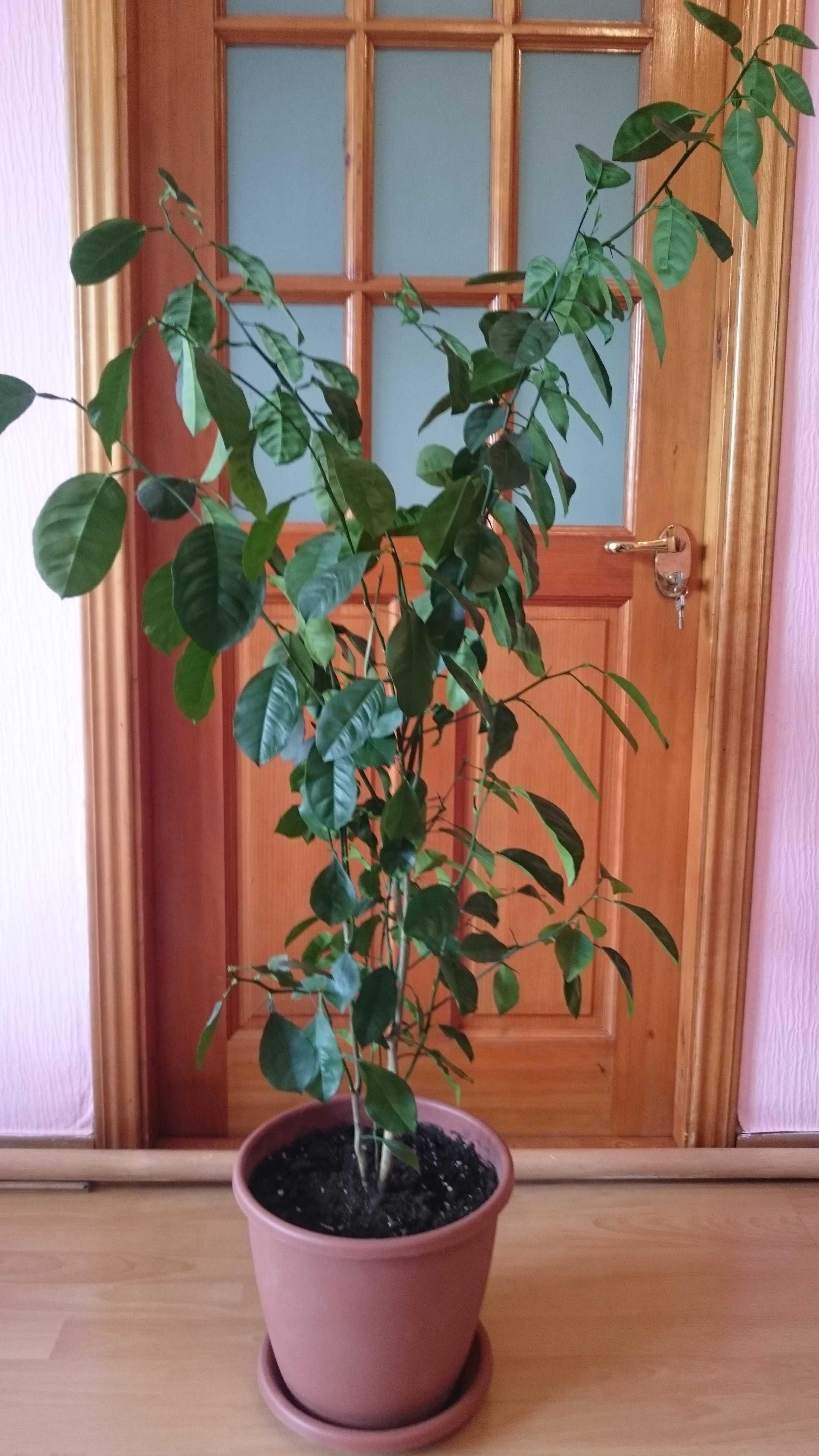 Пеларгония Фикусы Диффенбахия Апельсин Золотой ус Алоэ Вера