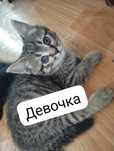 Отдам котят милых и добрых