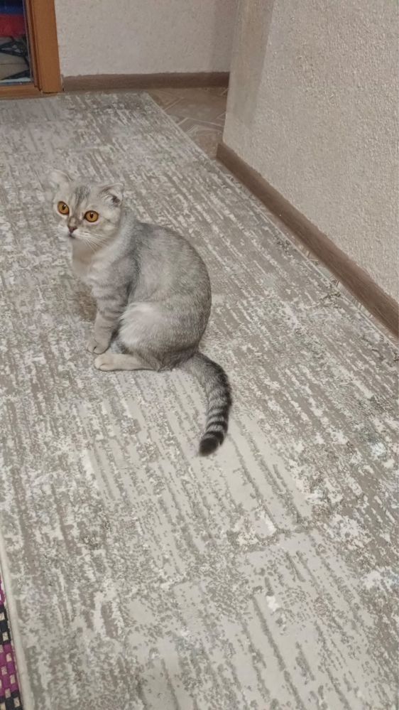 Ищем кота для случки