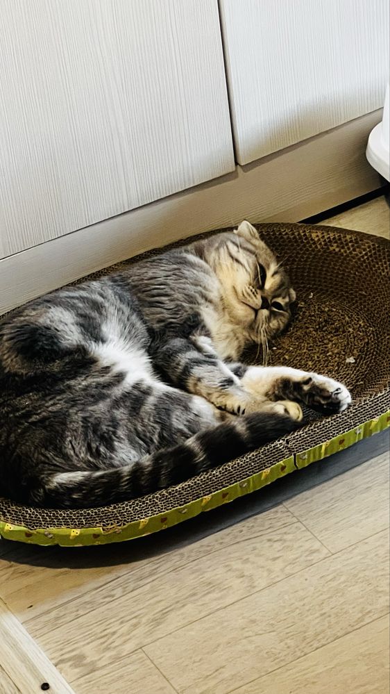 Британский вислоухий кот, 1 год