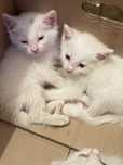 продам породистых котят.цена: 15000тг