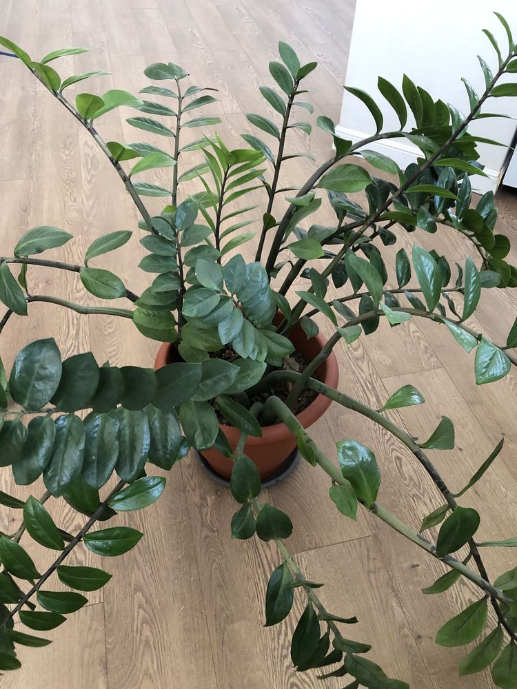 Продаются Фикусы и Замиокулькас