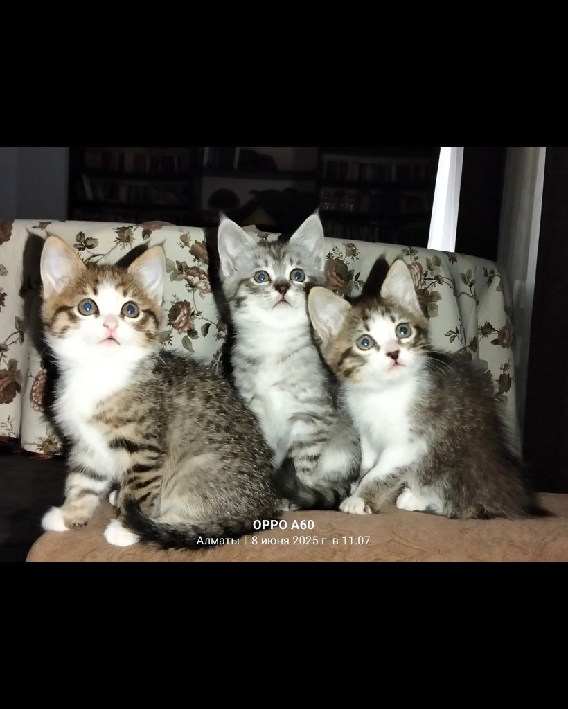 Котята в добрые руки. Срочно