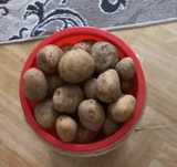 Картофель домашний
