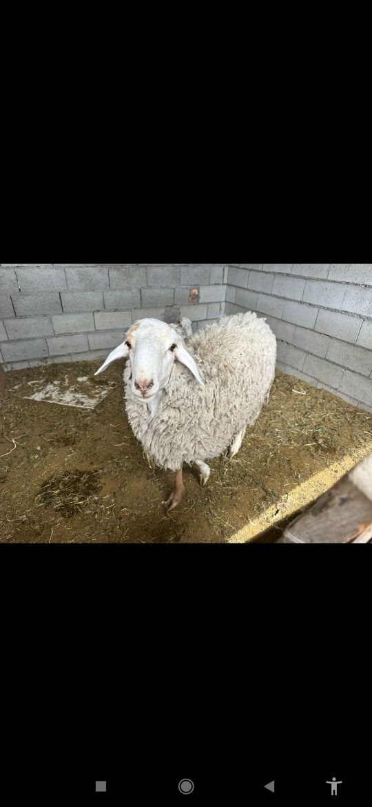 Продам баранов 2шт