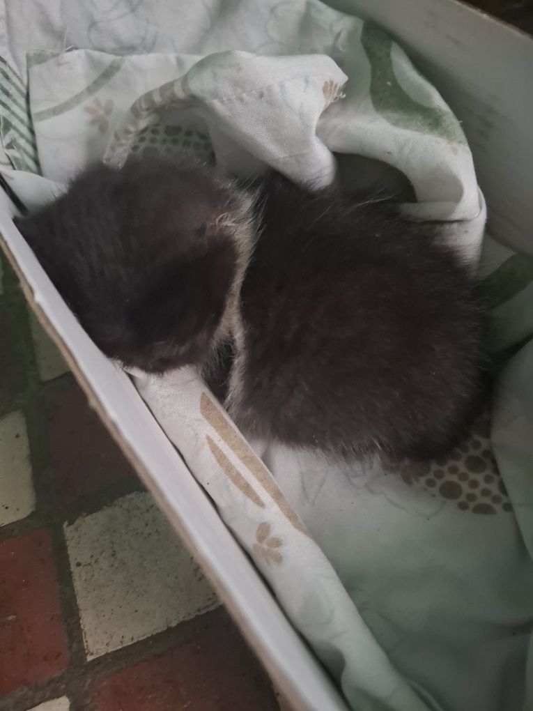 Отдам котёнка в добрые руки