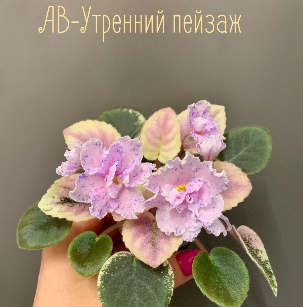 Фиалки  Утренний пейзаж