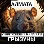 ‼️Уничтожение ‼️ мышей крыс таракан блох клопов кандала Гульдала
