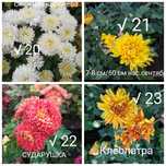 Хризантемы Корейские
