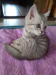 Котёнок  красивый