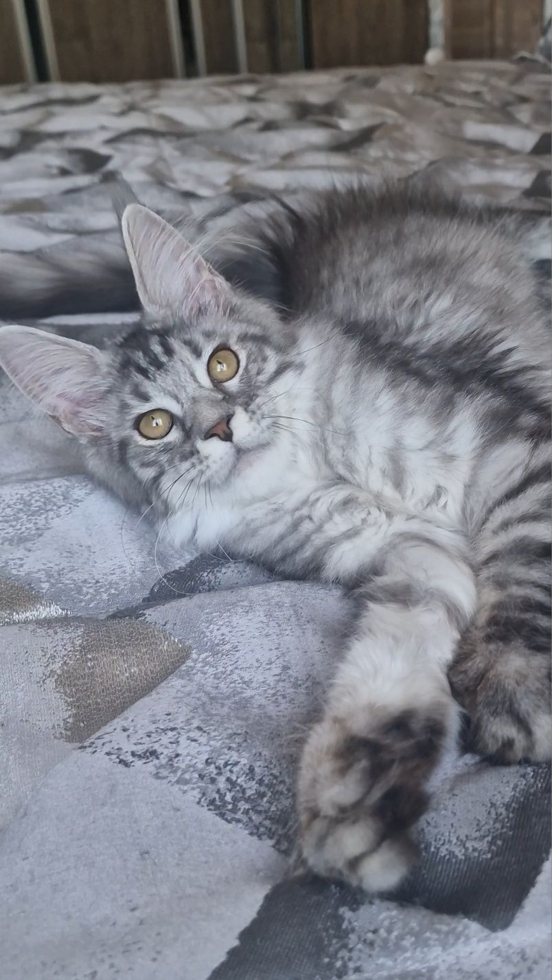 Мейн-кун  котята