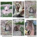 Котята в добрые ласковые руки