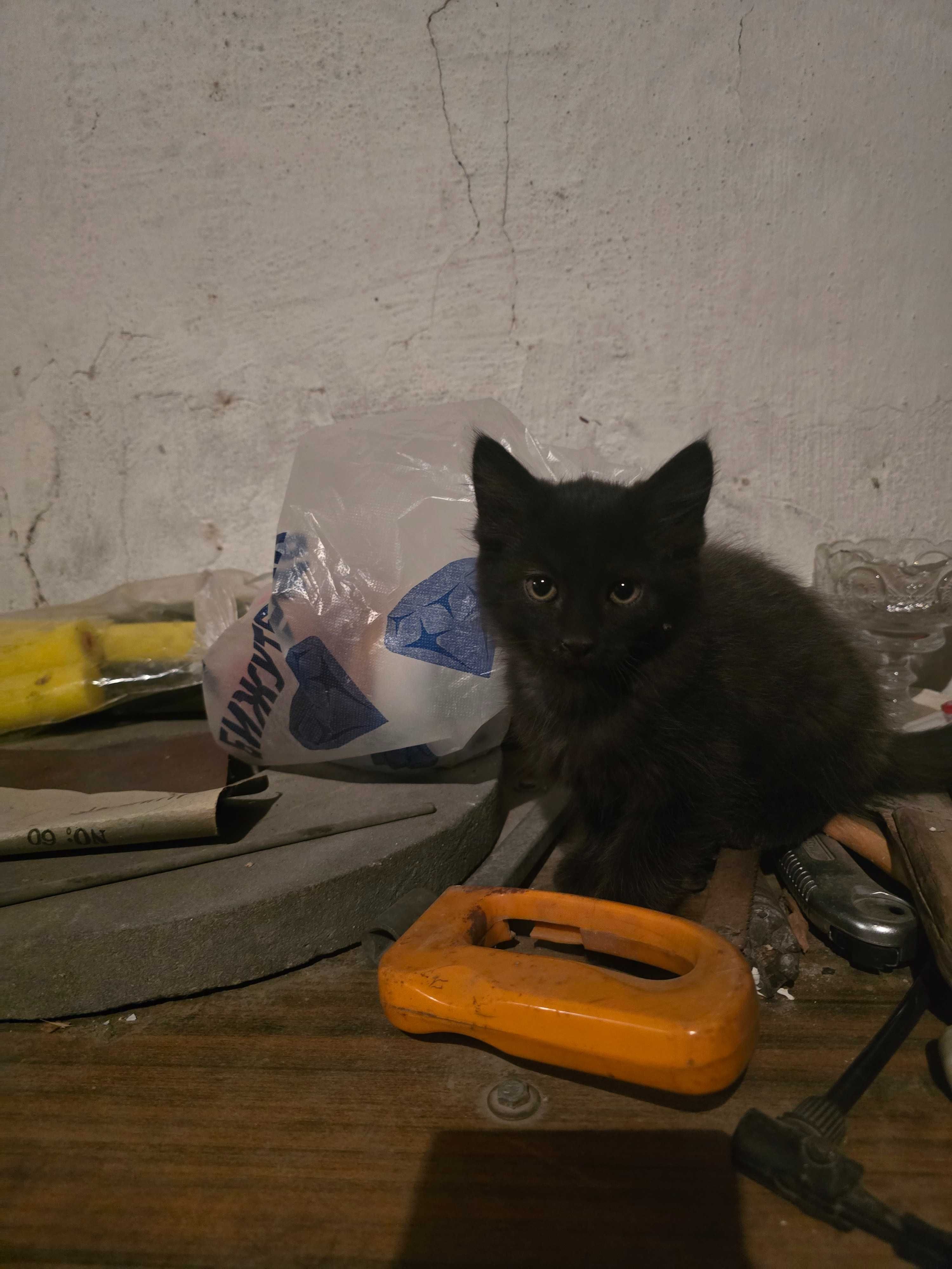 Котик добрые руки