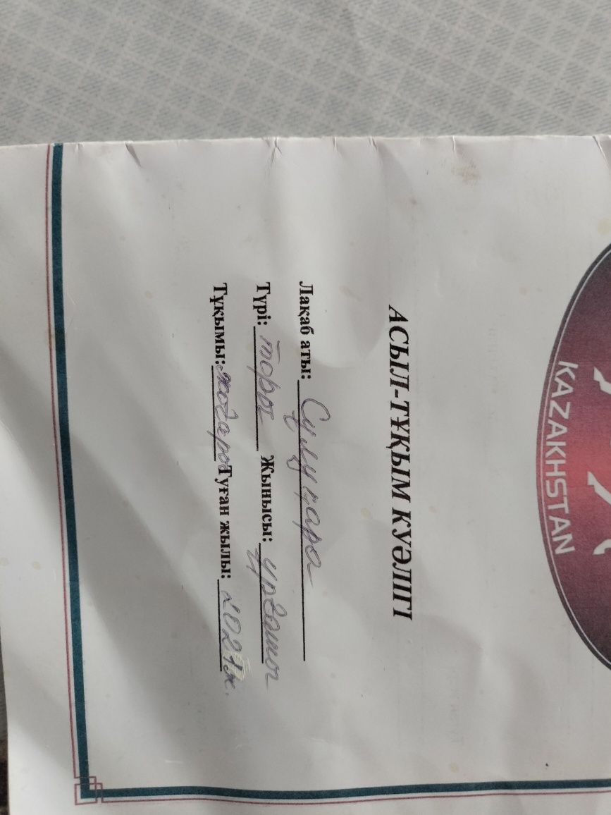Жылқы сатылады.Продам.