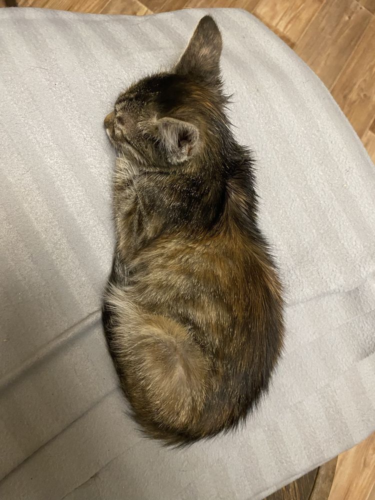 Отдам милого котенка