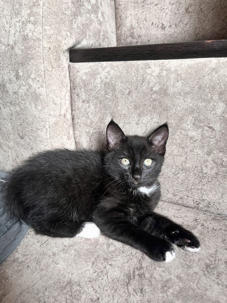 Отдам котенка в хорошие руки