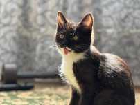 Отдам котенка в хорошие руки