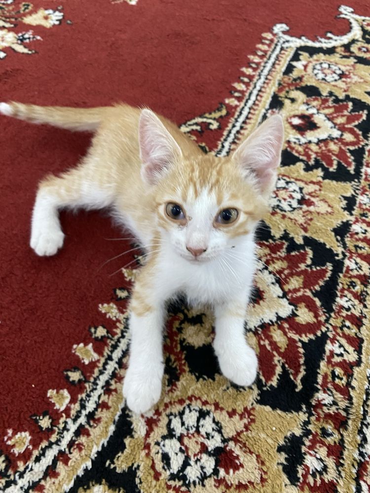 Бесплатно котенок и кошечка