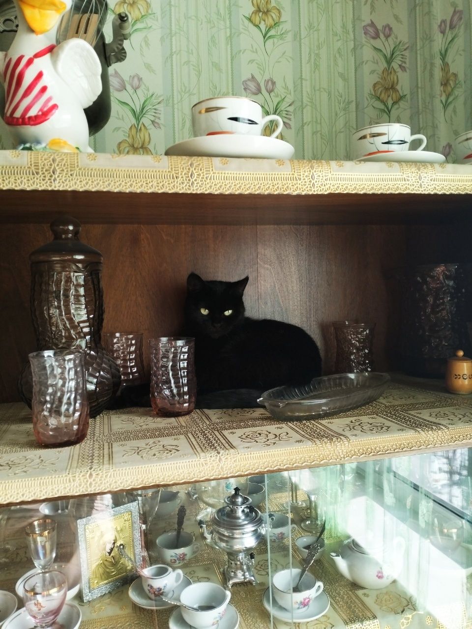 Отдаю кошку бесплатно