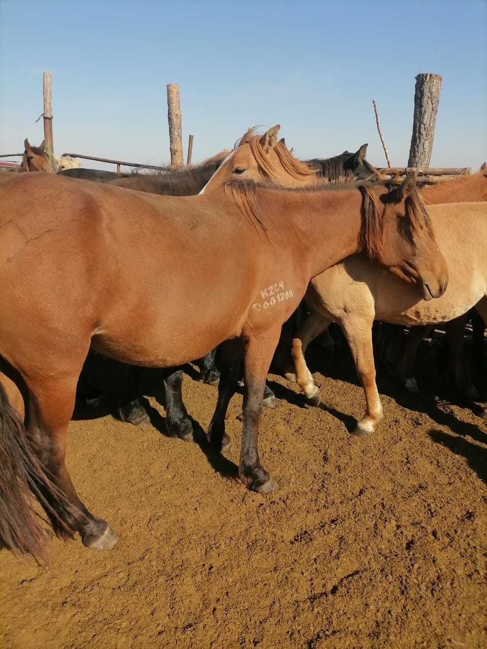 лошадь 4х летка, продается