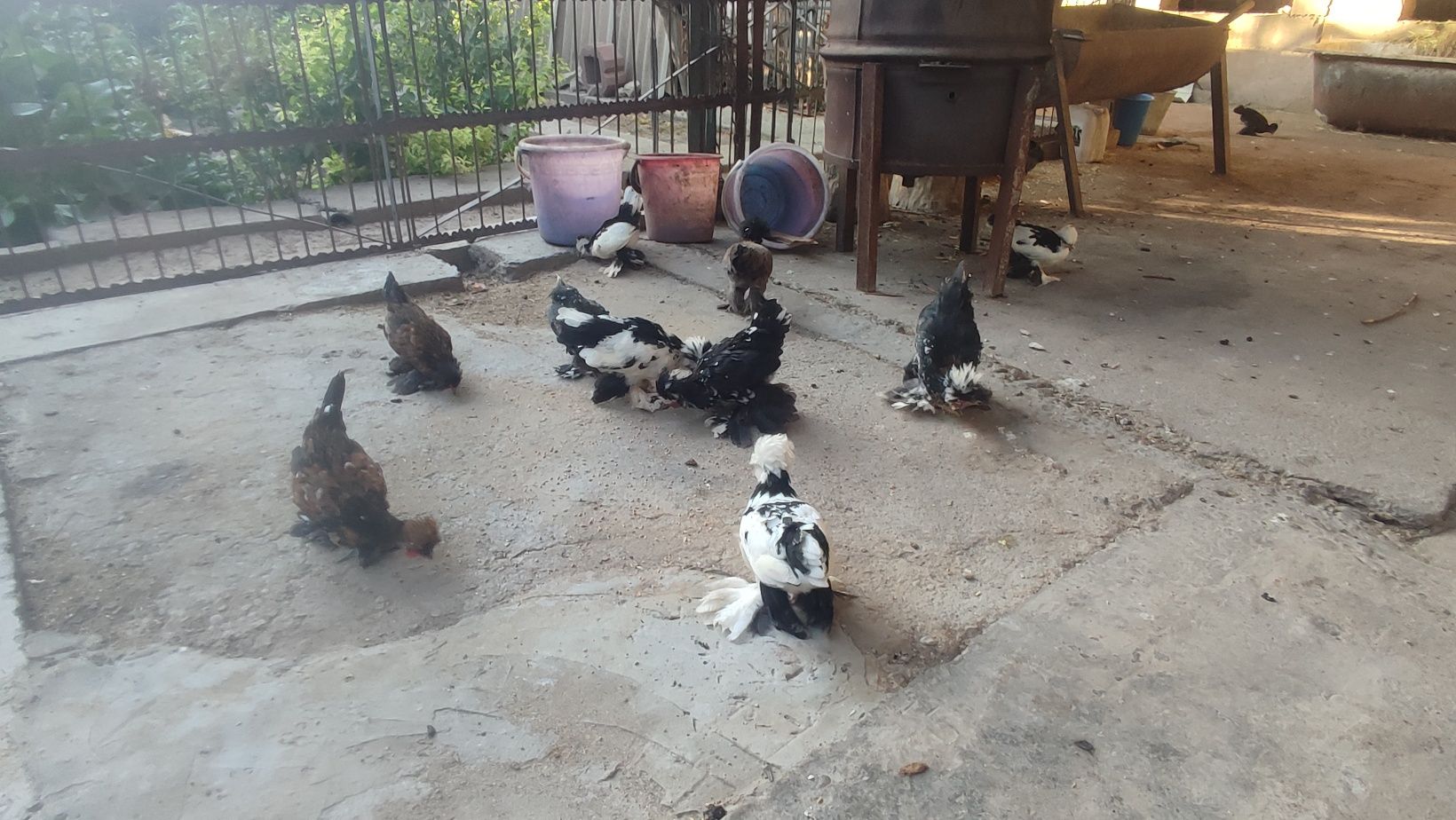 Элитные куры породы Султанки. Красота и польза в одном.