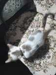 котенок дворняга
