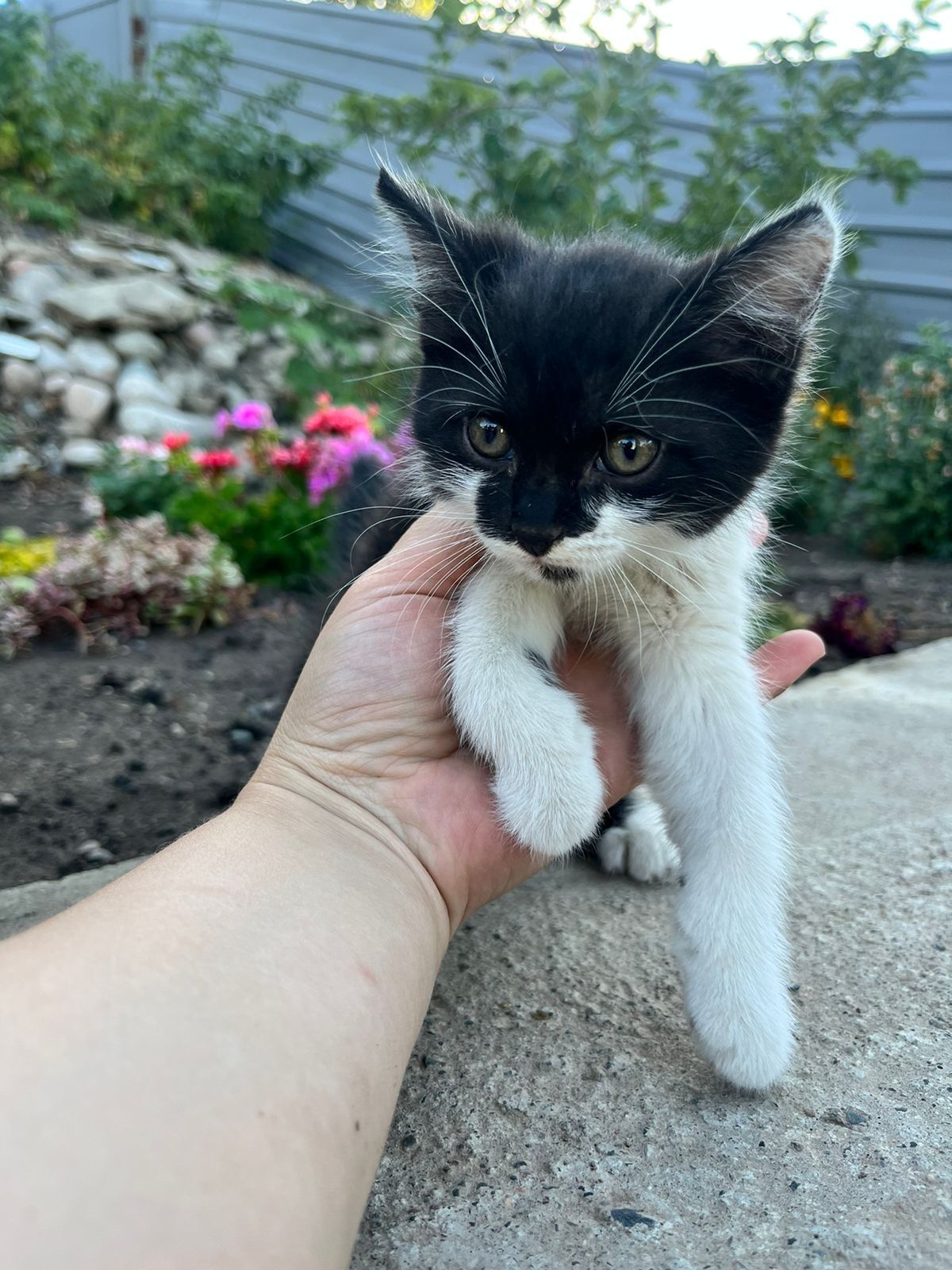 Котеначки ищут свой дом