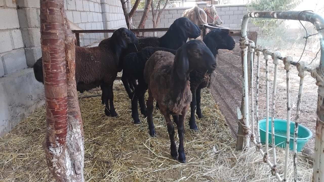 Қой сатылады Пародиси