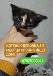 Котята ищут дом!