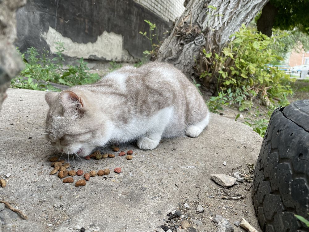 Кот или кошка ищет дом