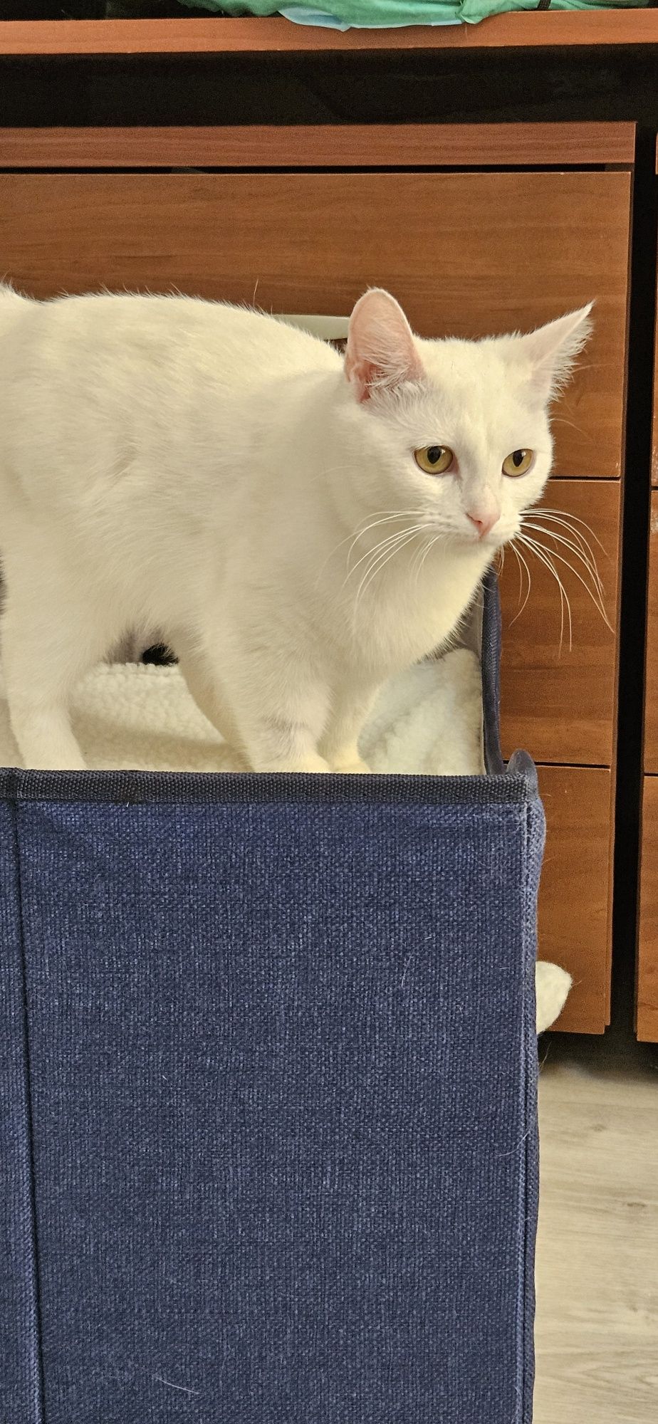 Котёнок подросток ищет дом