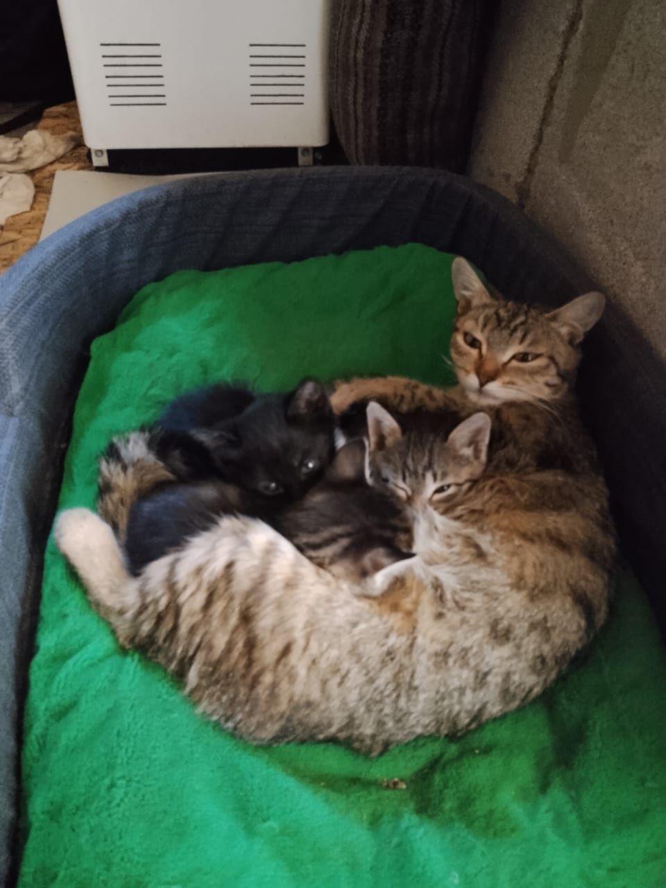отдам даром котят и кошку