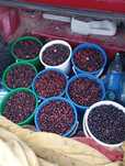 Продам дикая смородина