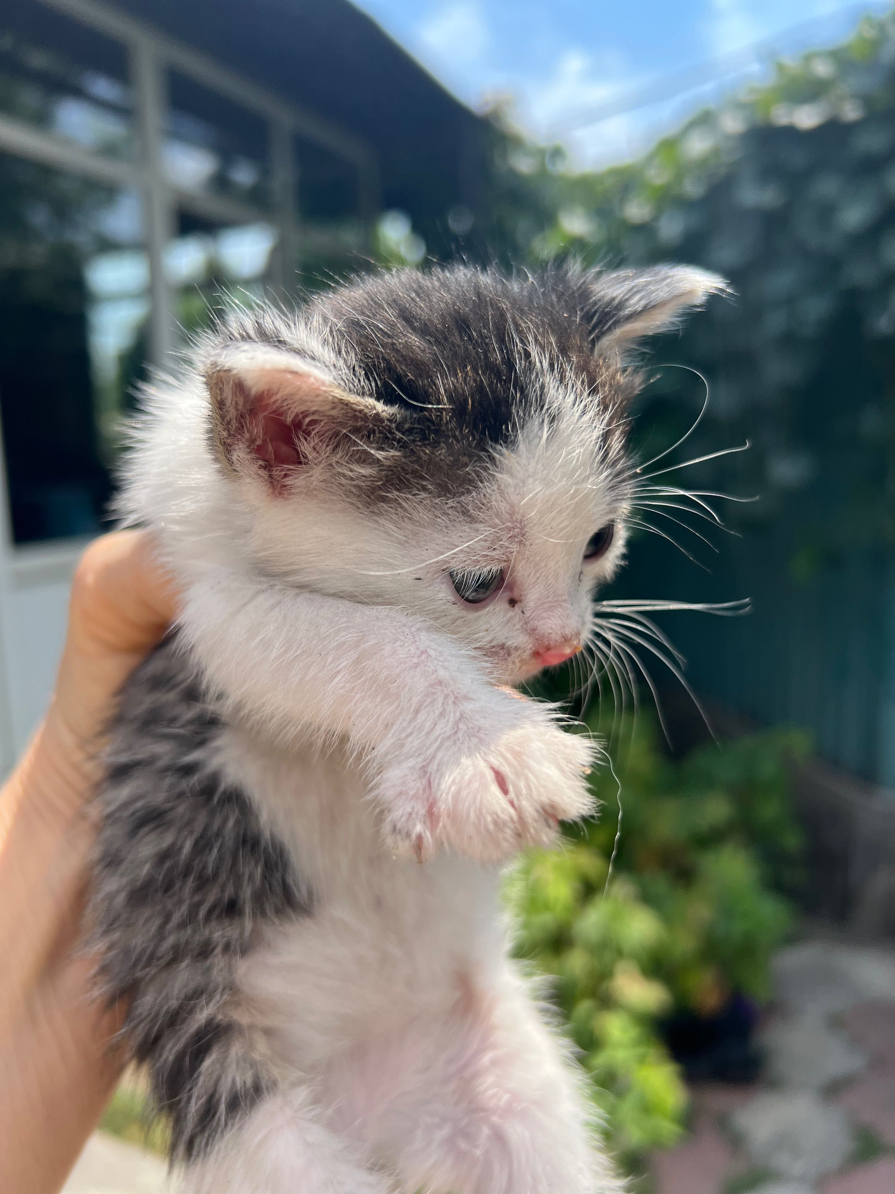Котята 2.5 месяца