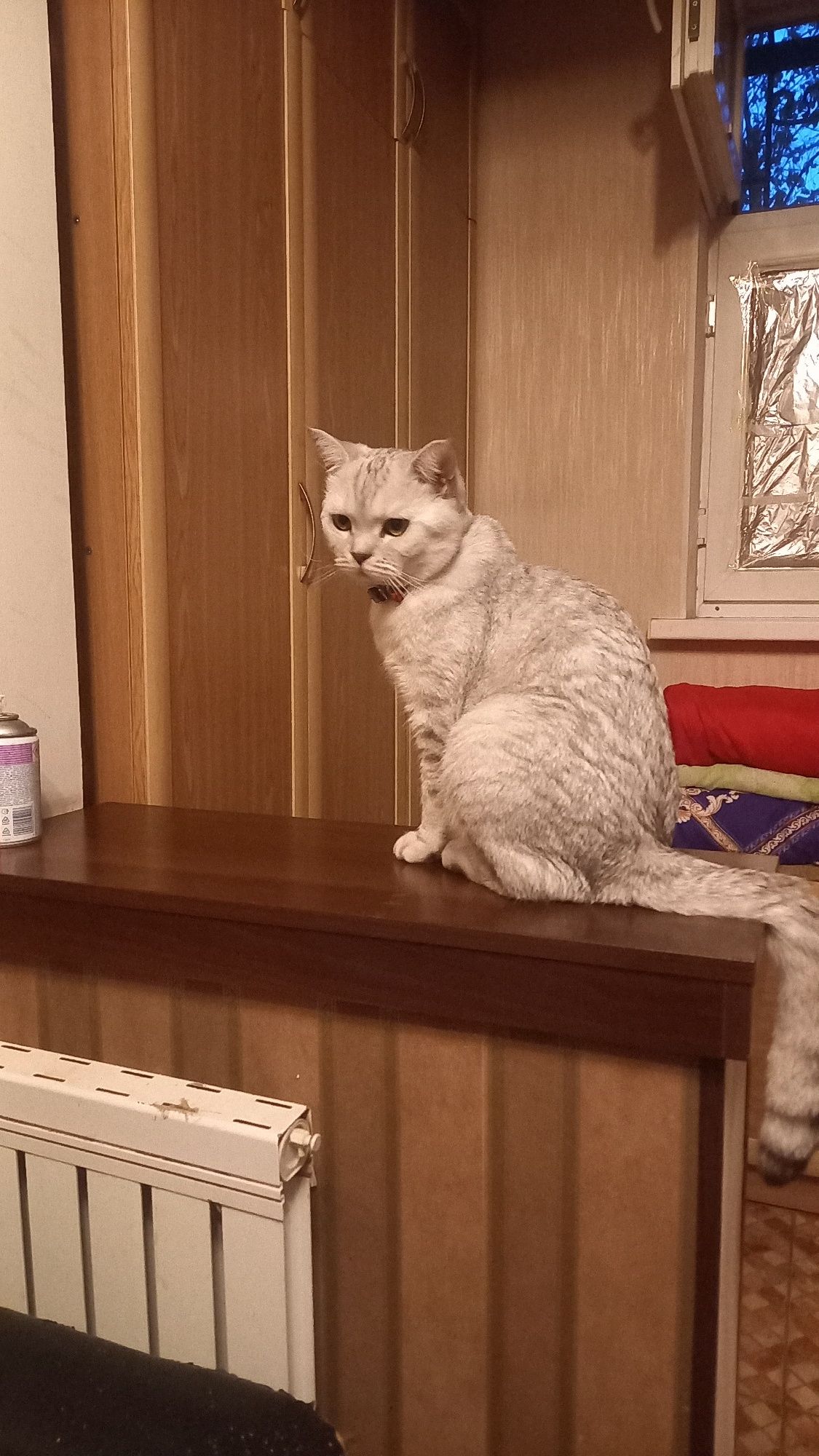 Кот красивый  умный породистый