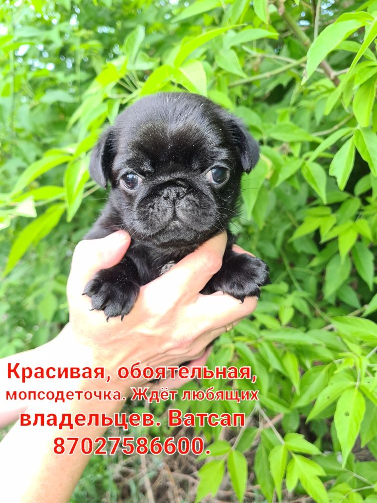 Продам щенков мопса.