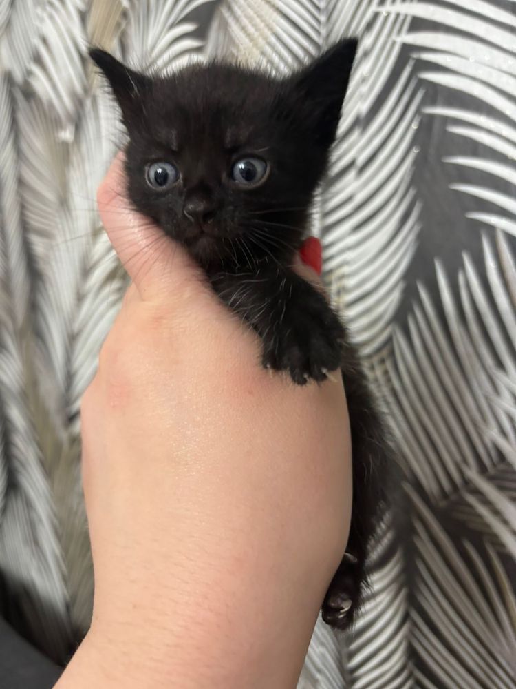 Отдам в добрые руки котят